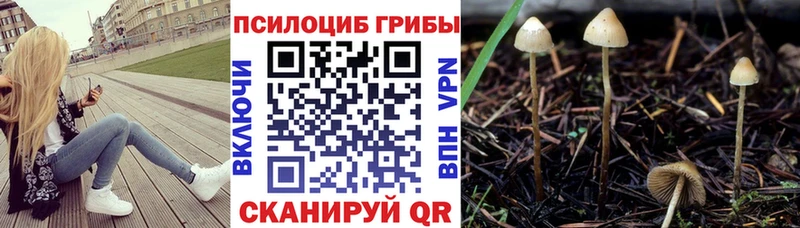 Купить  Кириллов  Псилоцибиновые грибы Psilocybine cubensis 